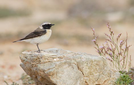 Black-eared Wheatear (Oenanthe hispanica) photo