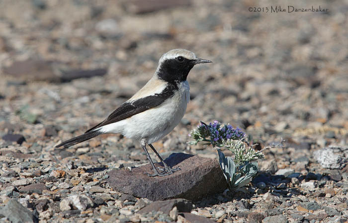 Desert Wheatear (Oenanthe deserti) photo
