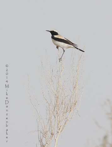 Desert Wheatear (Oenanthe deserti) photo