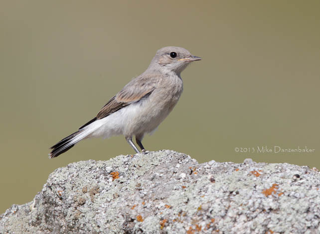 Finsch's Wheatear (Oenanthe finschii) photo