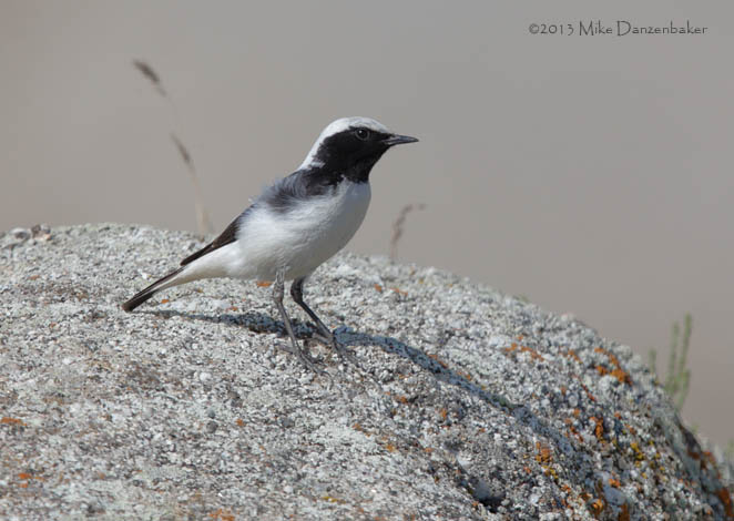 Finsch's Wheatear (Oenanthe finschii) photo
