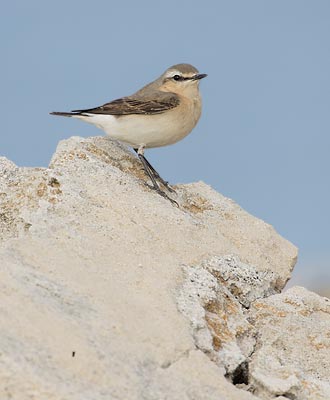 Northern Wheatear (Oenanthe oenanthe) photo