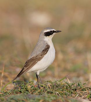 Northern Wheatear (Oenanthe oenanthe) photo