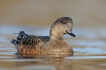 American Wigeon (Anas americana) photo
