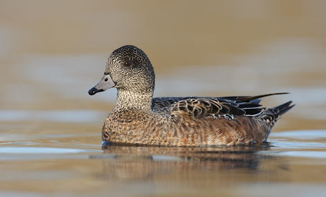 American Wigeon (Anas americana) photo
