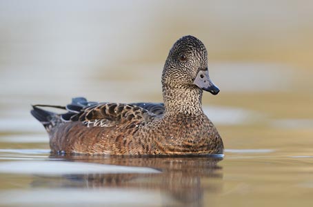 American Wigeon (Anas americana) photo