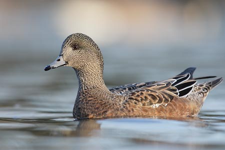 American Wigeon (Anas americana) photo