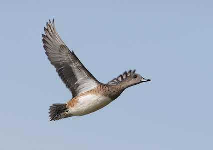American Wigeon (Anas americana) photo