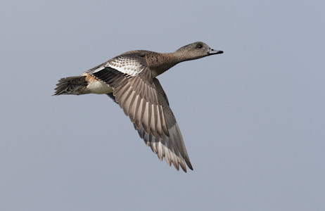 American Wigeon (Anas americana) photo