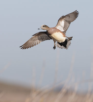 American Wigeon (Anas americana) photo