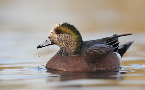 American Wigeon (Anas americana) photo