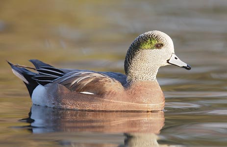 American Wigeon (Anas americana) photo