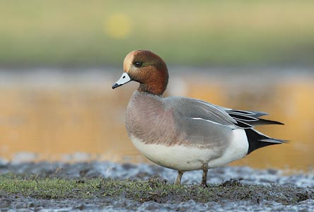 Eurasian Wigeon (Anas penelope) photo