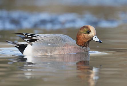 Eurasian Wigeon (Anas penelope) photo