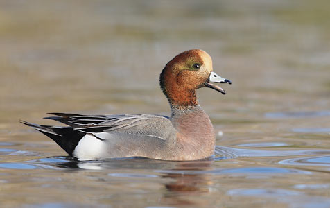 Eurasian Wigeon (Anas penelope) photo