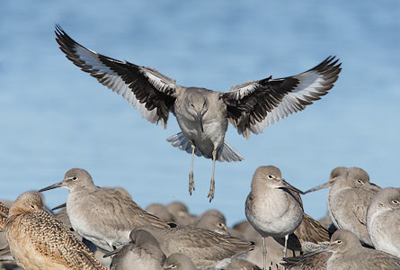 Willet (Catoptrophorus semipalmatus) photo