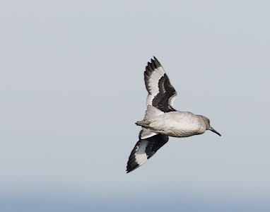 Willet (Catoptrophorus semipalmatus) photo