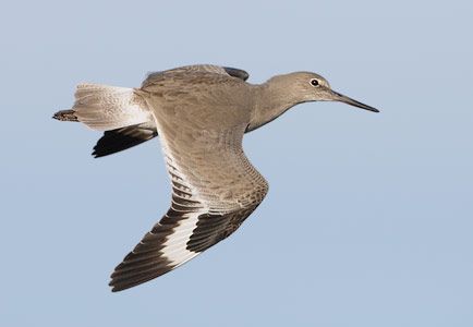 Willet (Catoptrophorus semipalmatus) photo