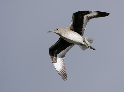 Willet (Catoptrophorus semipalmatus) photo