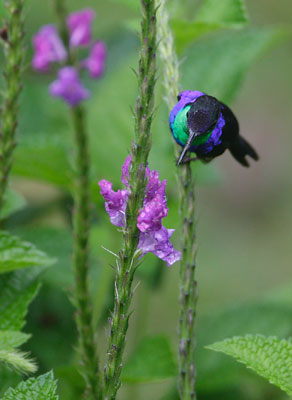 Crowned Woodnymph (Thalurania colombica) photo