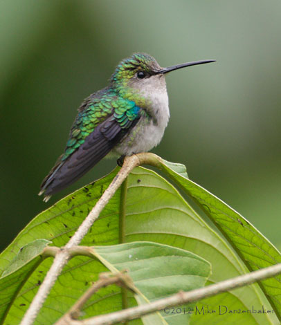 Emerald-bellied Woodnymph (Thalurania hypochlora) photo