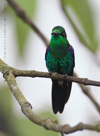 Emerald-bellied Woodnymph (Thalurania hypochlora) photo