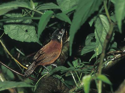 Bay Wren (Thryothorus nigricapillus) photo