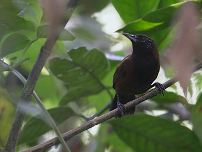 Black-throated Wren (Thryothorus atrogularis) photo