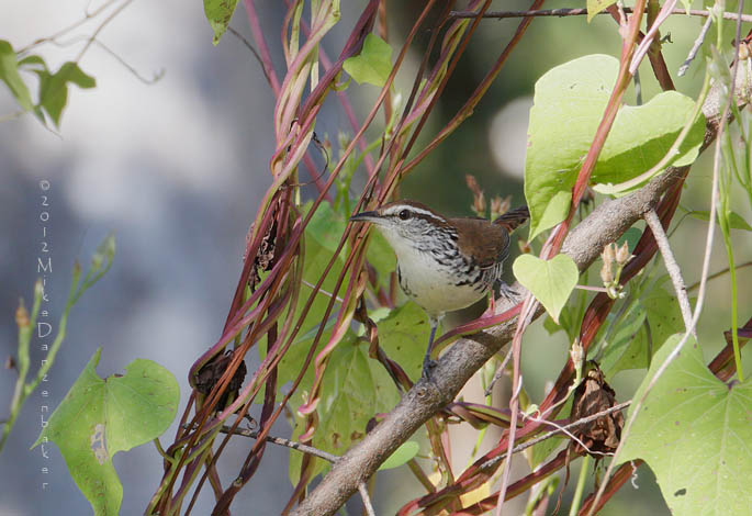 Banded Wren (Thryophilus pleurostictus) photo
