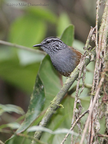 Gray-breasted Wood-Wren (Henicorhina leucophrys) photo