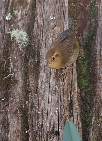 Ochraceous Wren (Troglodytes ochraceus) photo