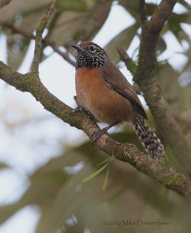 Rufous-breasted Wren (Thryothorus rutilus) photo
