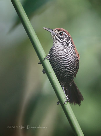 Riverside Wren (Thryothorus semibadius) photo