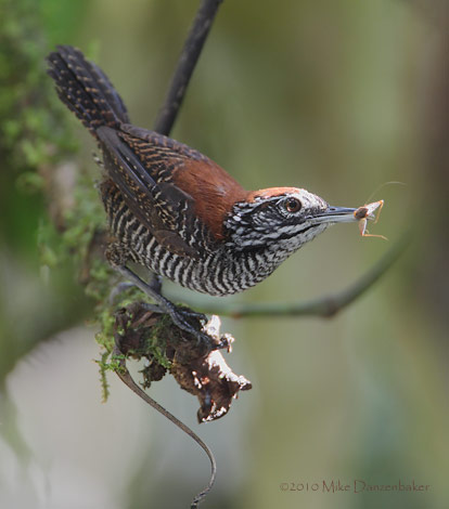 Riverside Wren (Thryothorus semibadius) photo
