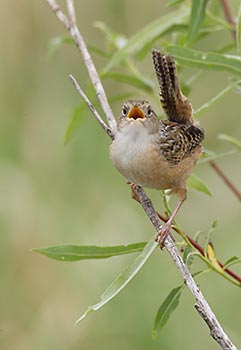 Sedge Wren (Cistothorus platensis) photo