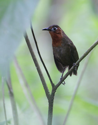 Song Wren (Cyphorinus phaeocephalus) photo