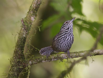 Stripe-breasted Wren (Thryothorus thoracicus) photo