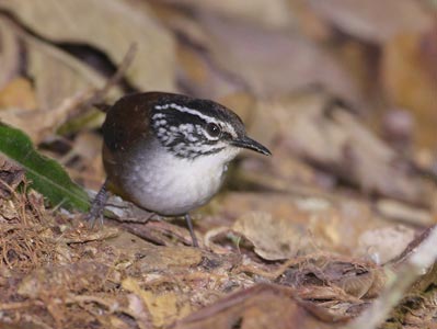 White-breasted Wood-Wren (Henicorhina leucosticta) photo