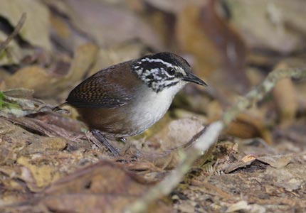 White-breasted Wood-Wren (Henicorhina leucosticta) photo