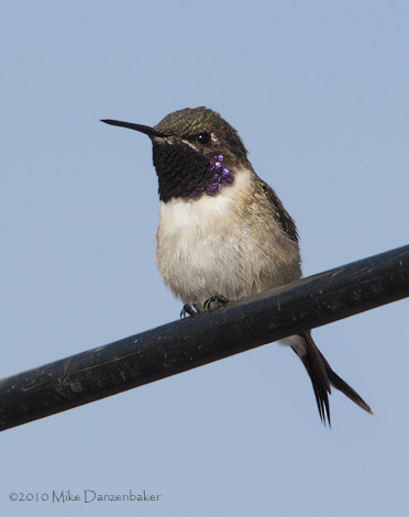 Chilean Woodstar (Eulidia yarrellii) photo