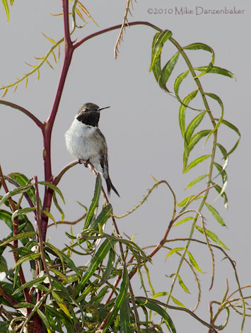 Chilean Woodstar (Eulidia yarrellii) photo