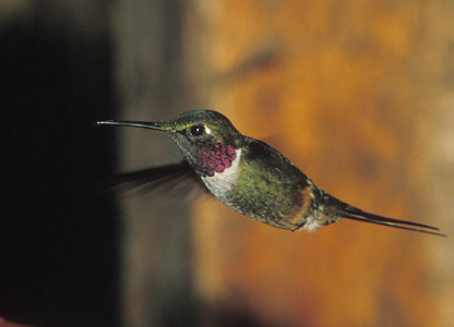 Magenta-throated Woodstar (Calliphlox bryantae) photo