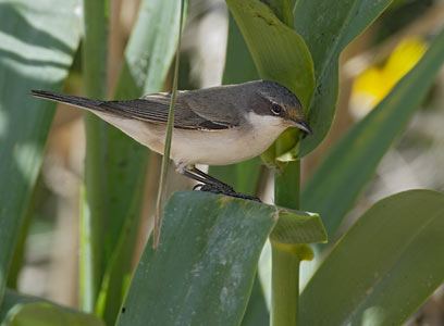 Lesser Whitethroat (Sylvia curruca) photo