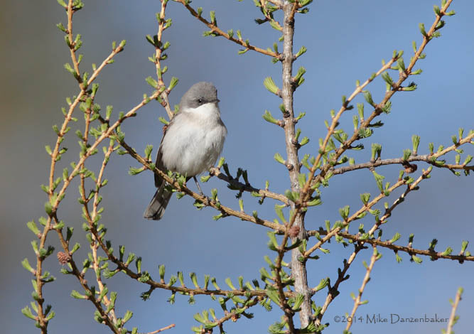 Lesser Whitethroat (Sylvia curruca) photo