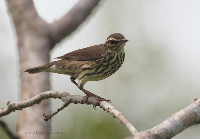 Northern Waterthrush (Seiurus noveboracensis) photo