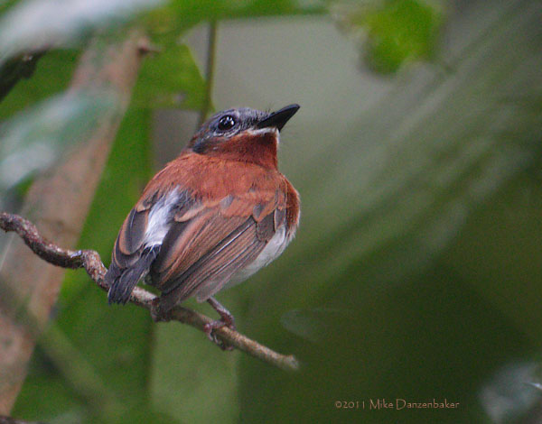 Chestnut Wattle-eye (Platysteira castanea) photo