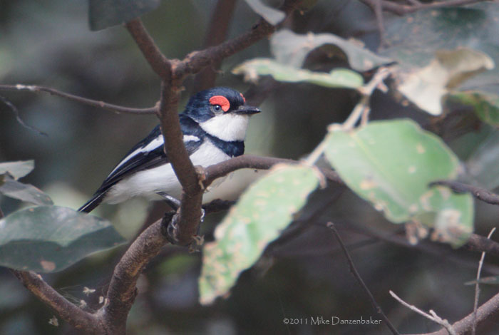 Brown-throated Wattle-eye (Platysteira cyanea) photo