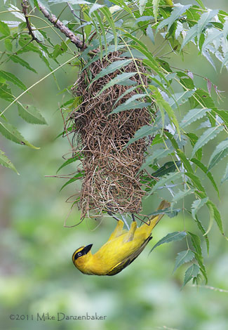 Black-necked Weaver (Ploceus nigricollis) photo