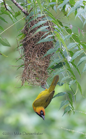 Black-necked Weaver (Ploceus nigricollis) photo