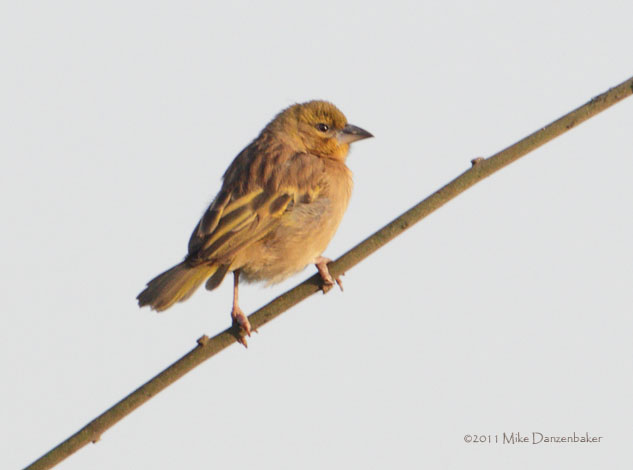 Little Weaver (Ploceus luteolus) photo